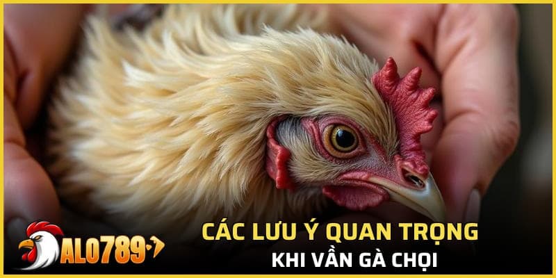 Các lưu ý quan trọng khi vần gà chọi