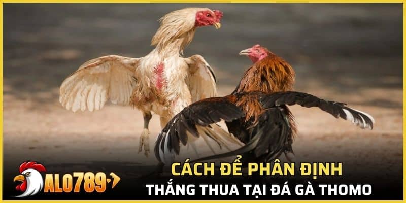 Cách để phân định thắng thua tại đá gà thomo