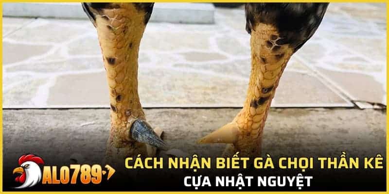 Cách nhận biết gà chọi thần kê - Cựa Nhật Nguyệt