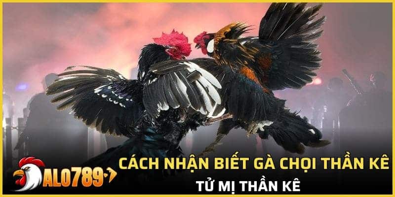Cách nhận biết gà chọi thần kê - Tử mị thần kê
