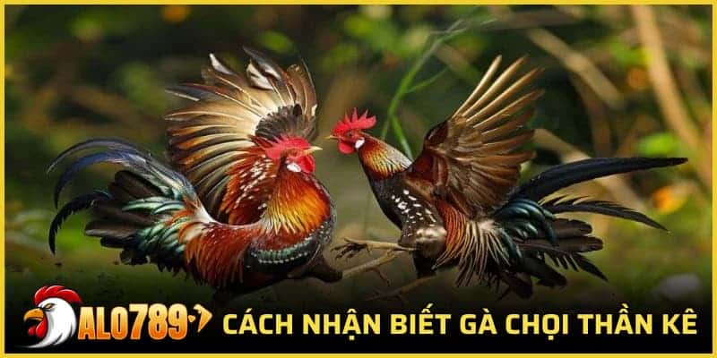 cách nhận biết gà chọi thần kê