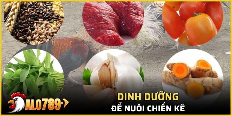 Dinh dưỡng cần thiết để nuôi gà chọi chiến