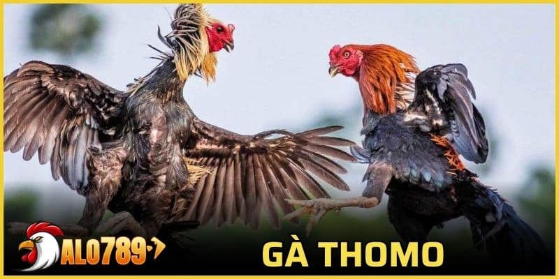 gà thomo
