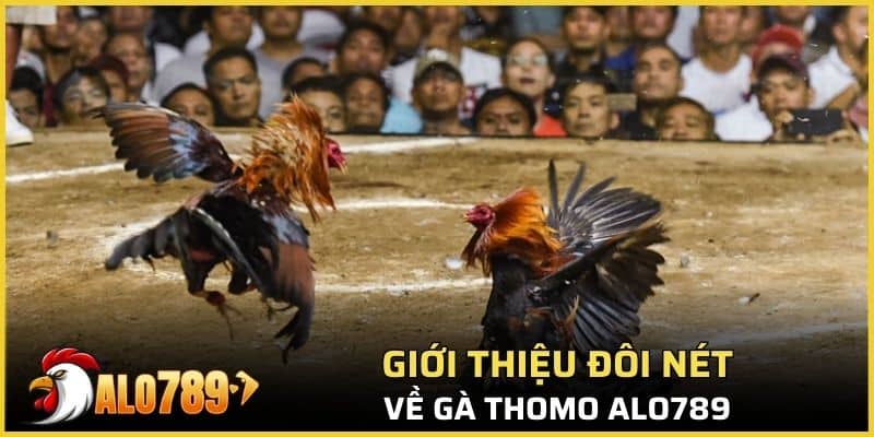 Giới thiệu đôi nét về gà thomo Alo789 