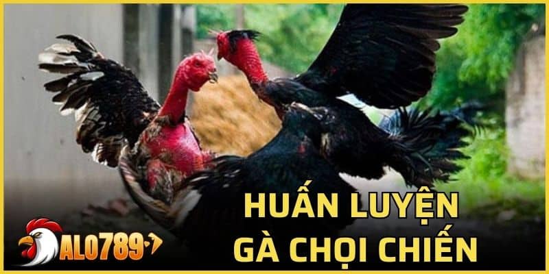 Huấn luyện gà chọi chiến