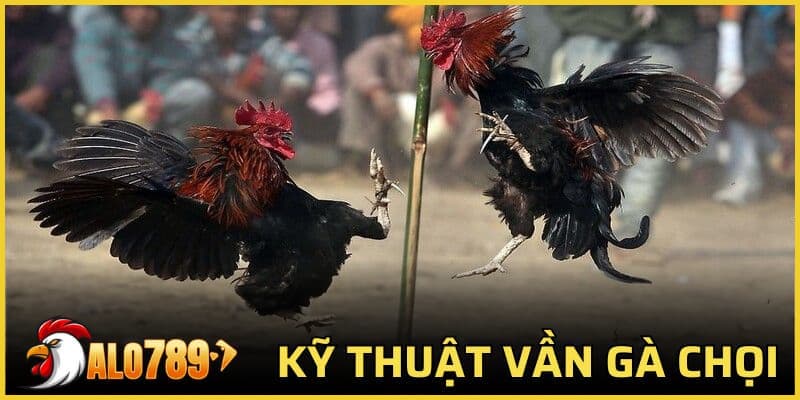 kỹ thuật vần gà chọi