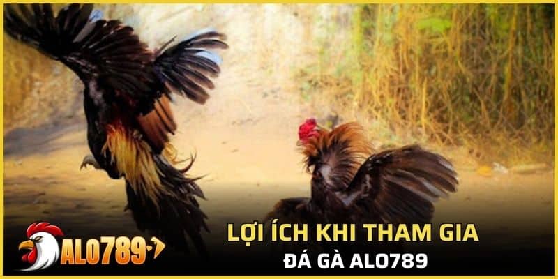 Lợi ích khi tham gia đá gà Alo789