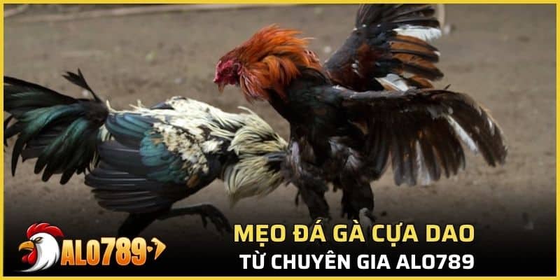 Mẹo đá gà cựa dao từ chuyên gia Alo789