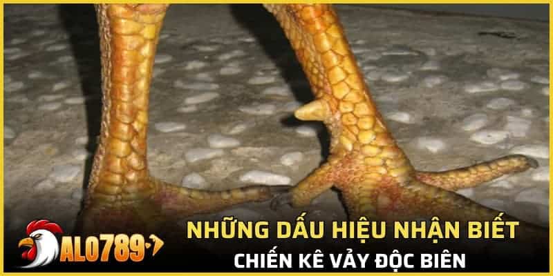 Những dấu hiệu nhận biết chiến kê vảy độc biên