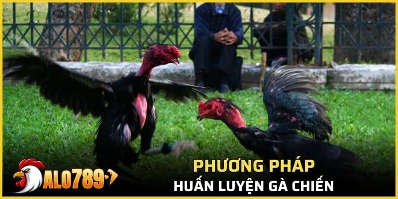 Dinh dưỡng cần thiết để nuôi gà chọi chiến