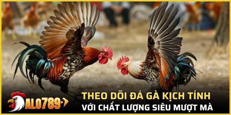 Theo dõi đá gà kịch tính với chất lượng siêu mượt mà