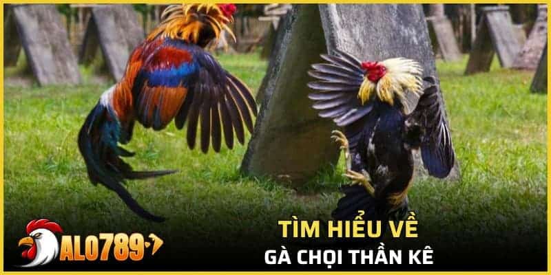 Tìm hiểu về gà chọi thần kê 