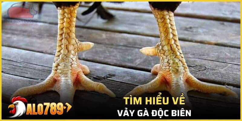 Tìm hiểu về vảy gà độc biên