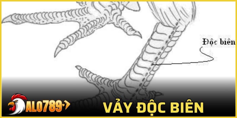vảy độc biên
